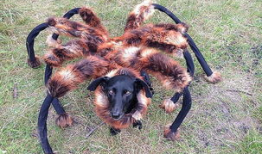 狗狗视频,捕捉萌宠瞬间